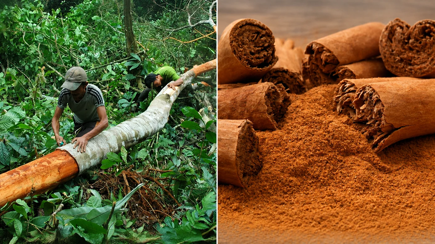 Corteccia di cannella Ceylon raccolta a mano e appena macinata
